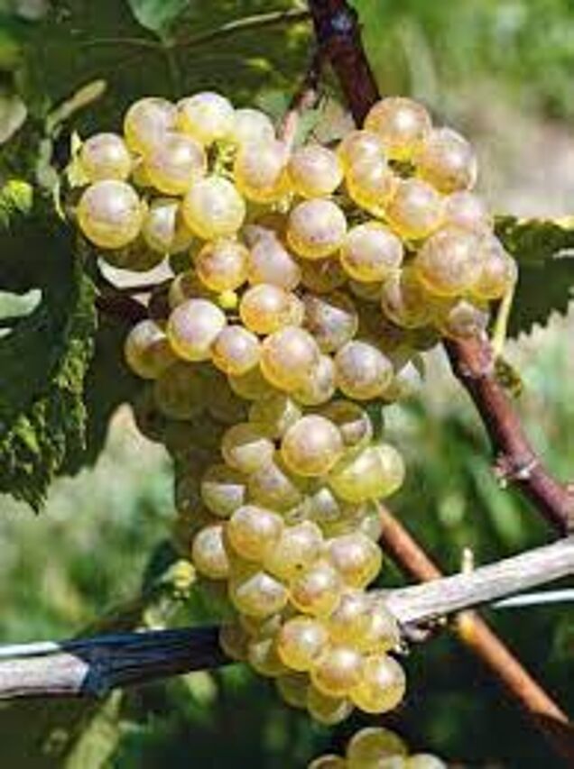 Chasselas. Quelle: ira. Agroscope.ch