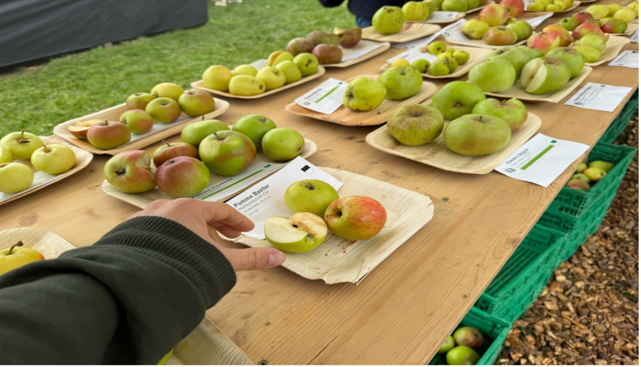Eine Vielzahl alter Apfel- und Birnensorten stand den Besuchern zur freien Verkostung zur Verfügung. Bild: CPC-SKEK
