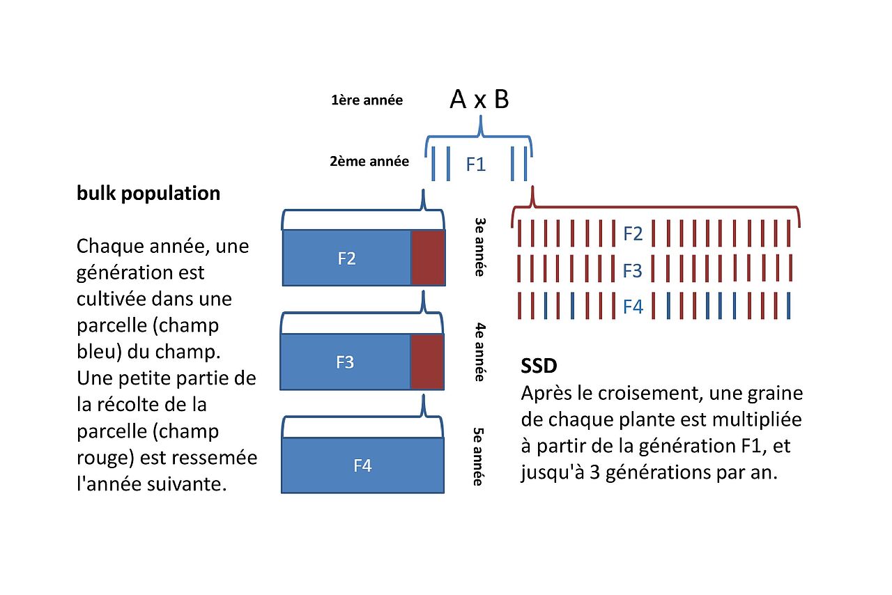 Graphique: gzpk.