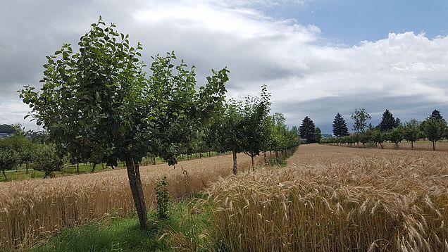 Obstbäume (v.a. Sauerkirsche) und verschiedene Wildobststräucher im Baumstreifen, Gemüse als Unterkultur (Kanton AG). Bild: M. Jäger ZHAW