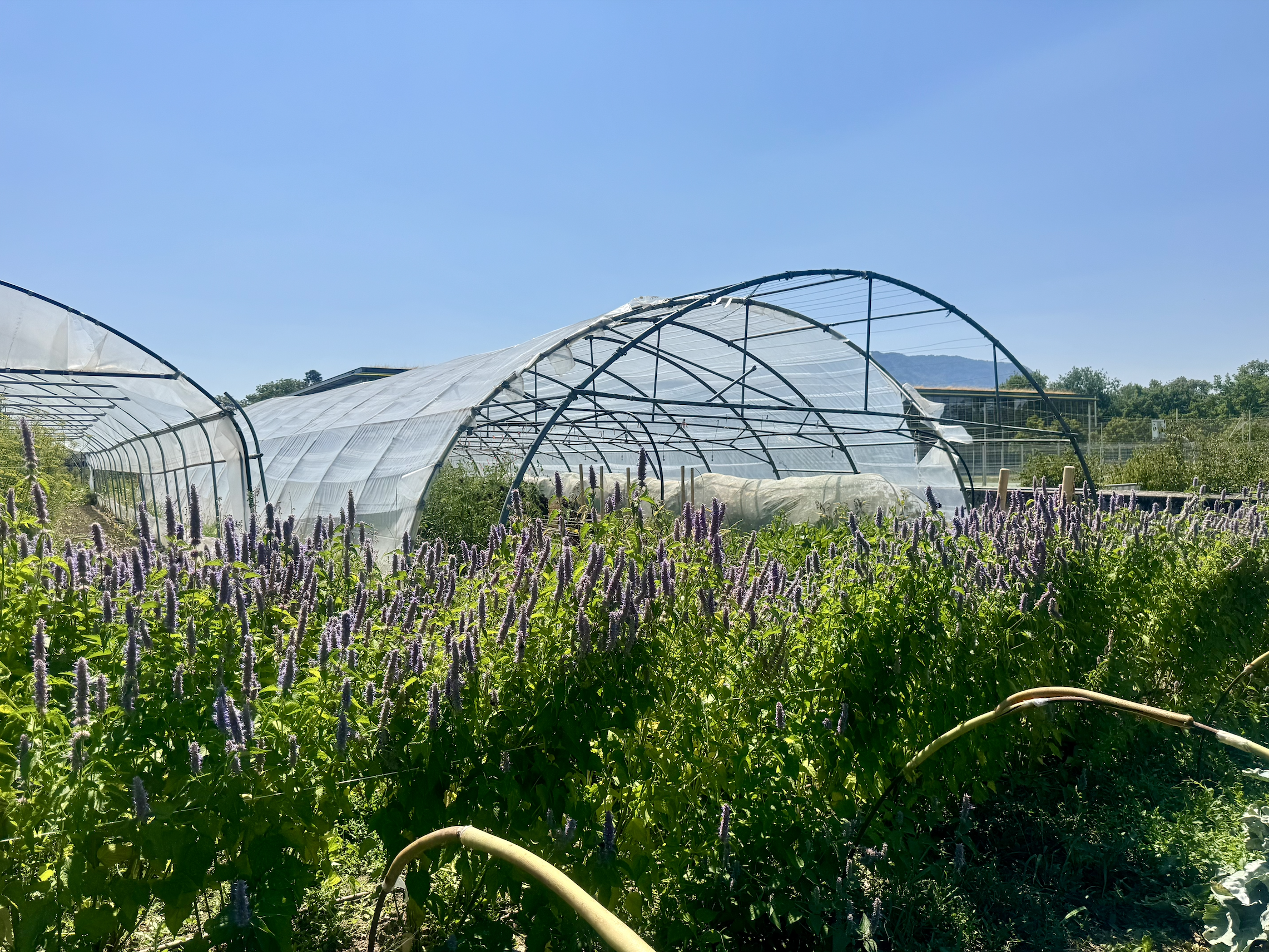Blühende Agastache auf dem Gelände von Semences de Pays. Foto: CPC-SKEK.