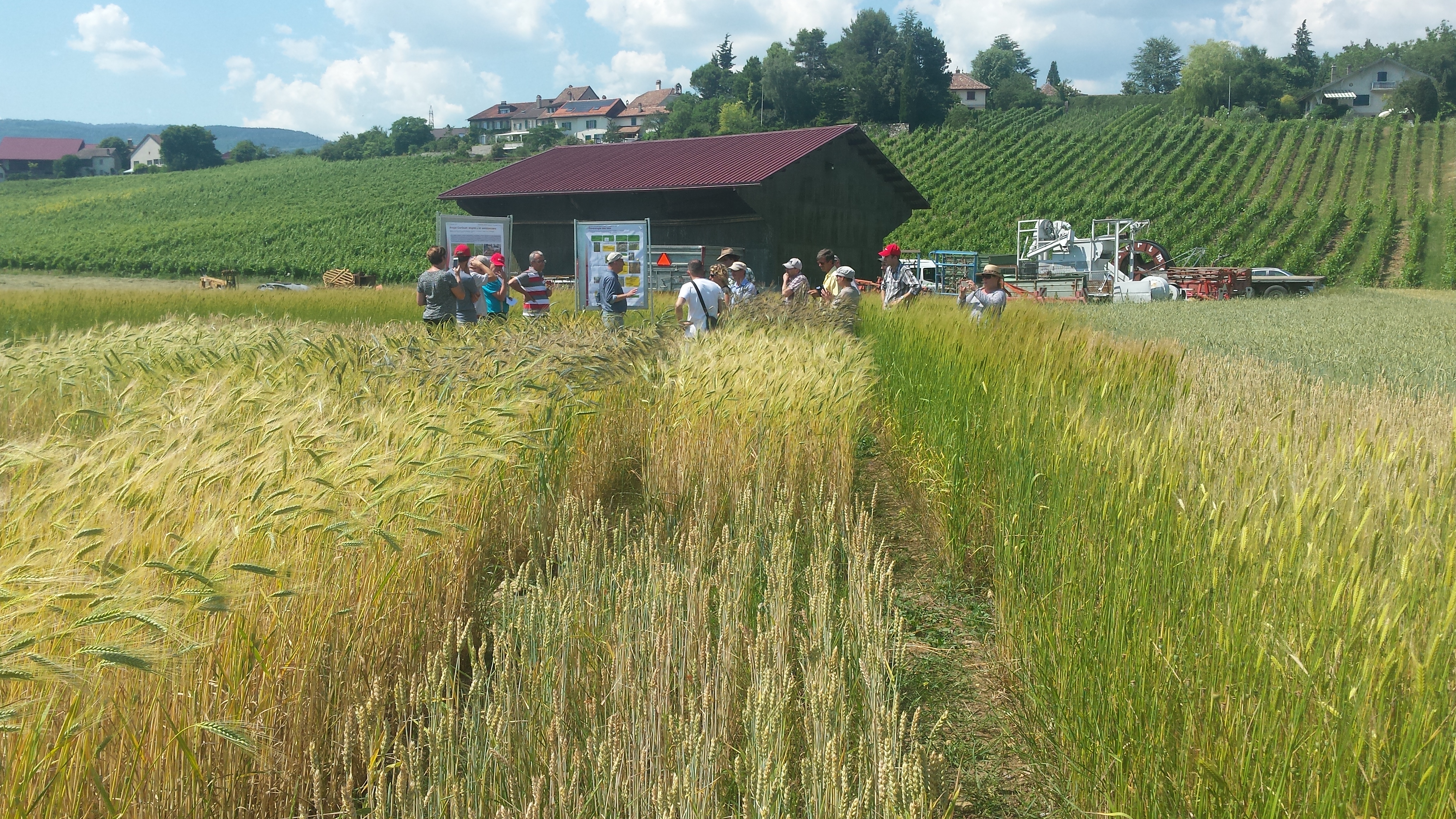Sortenversuche im Agroscope von Changins. Foto: CPC-SKEK