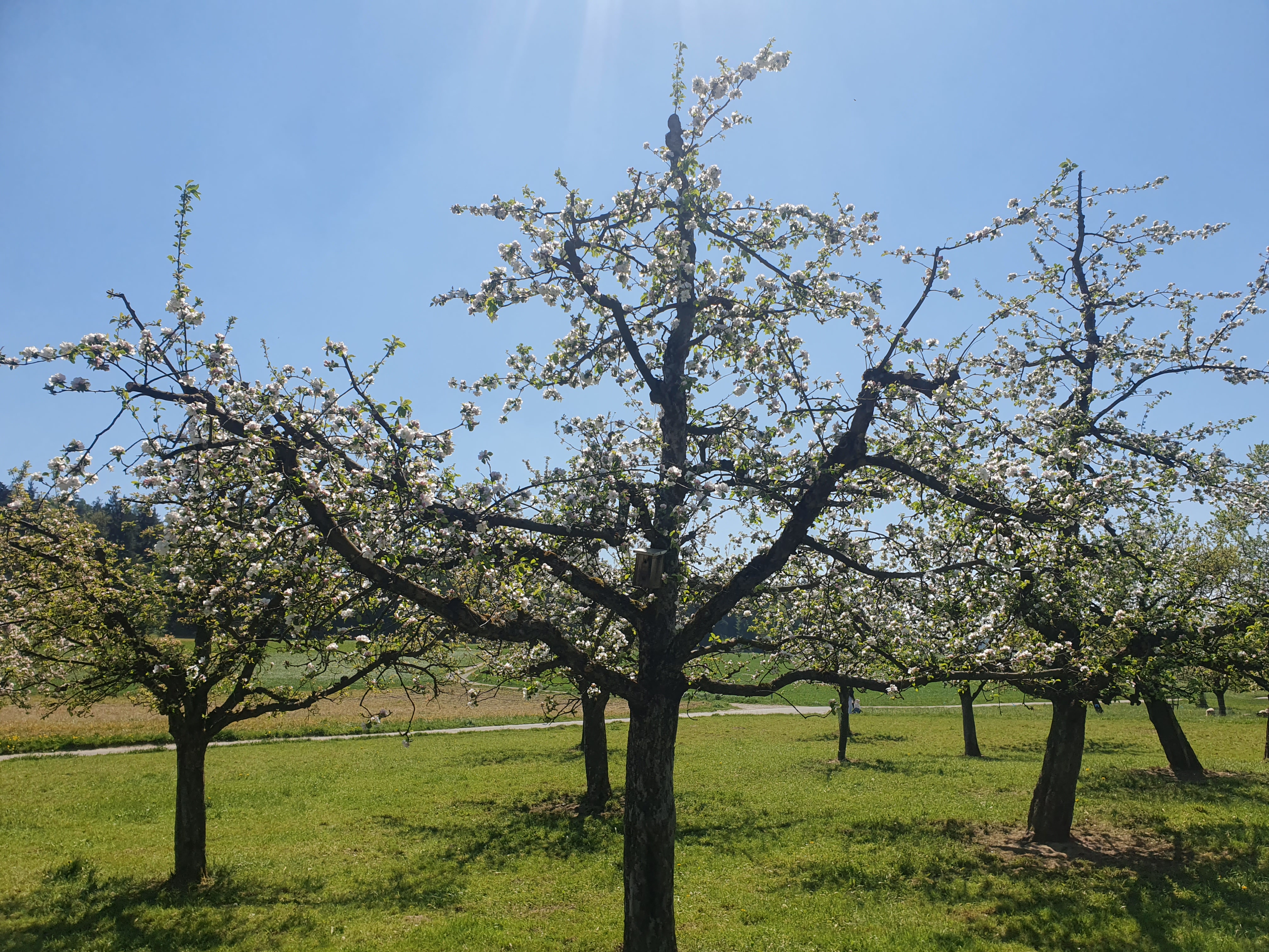 Obstgarten in Schliern (BE). Foto: CPC-SKEK.