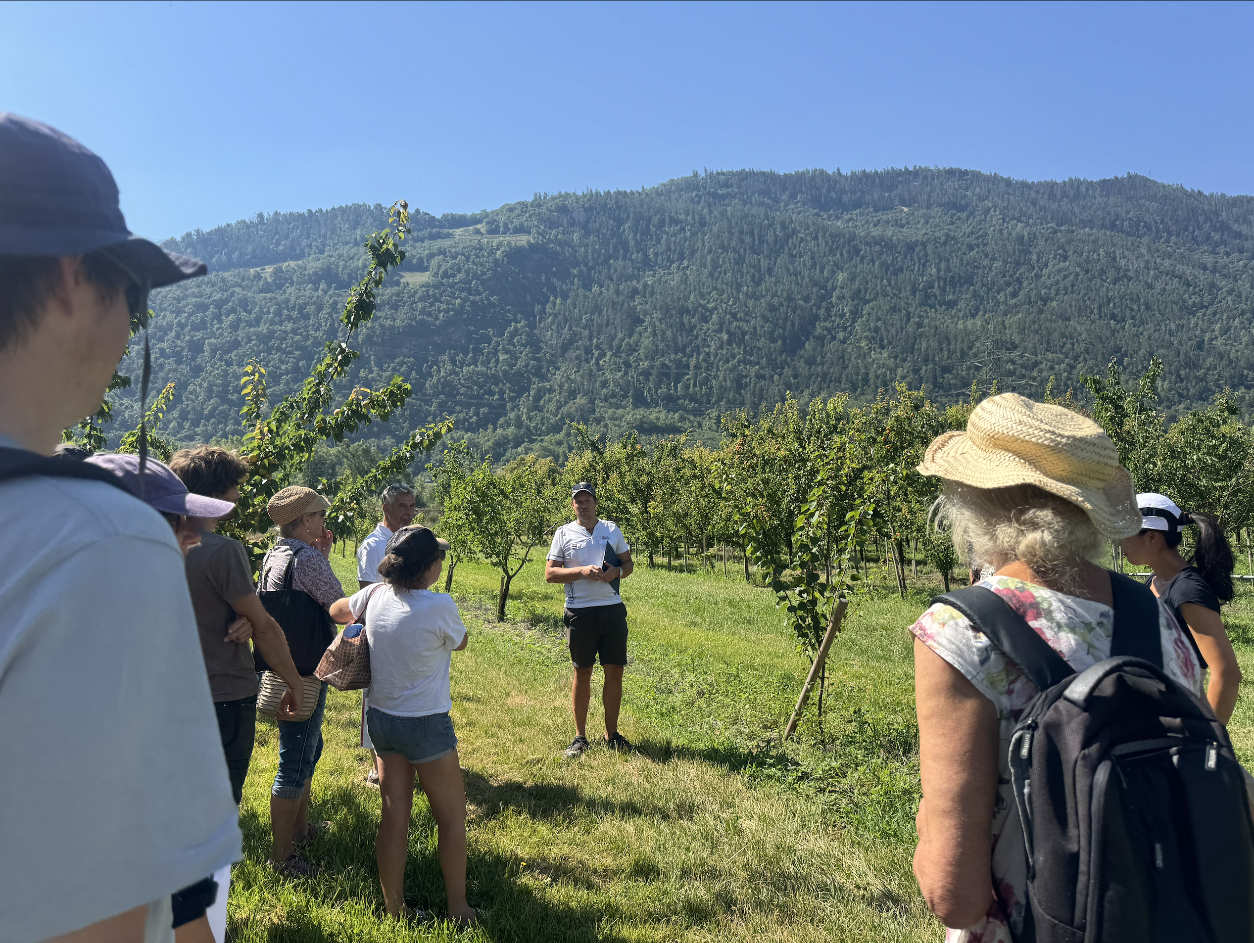 Romain Salamin stellt den SKEK-Mitgliedern die Erhaltungssammlung in Conthey vor, die 17 Genotypen Schweizer Aprikosen umfasst. Foto: CPC-SKEK.