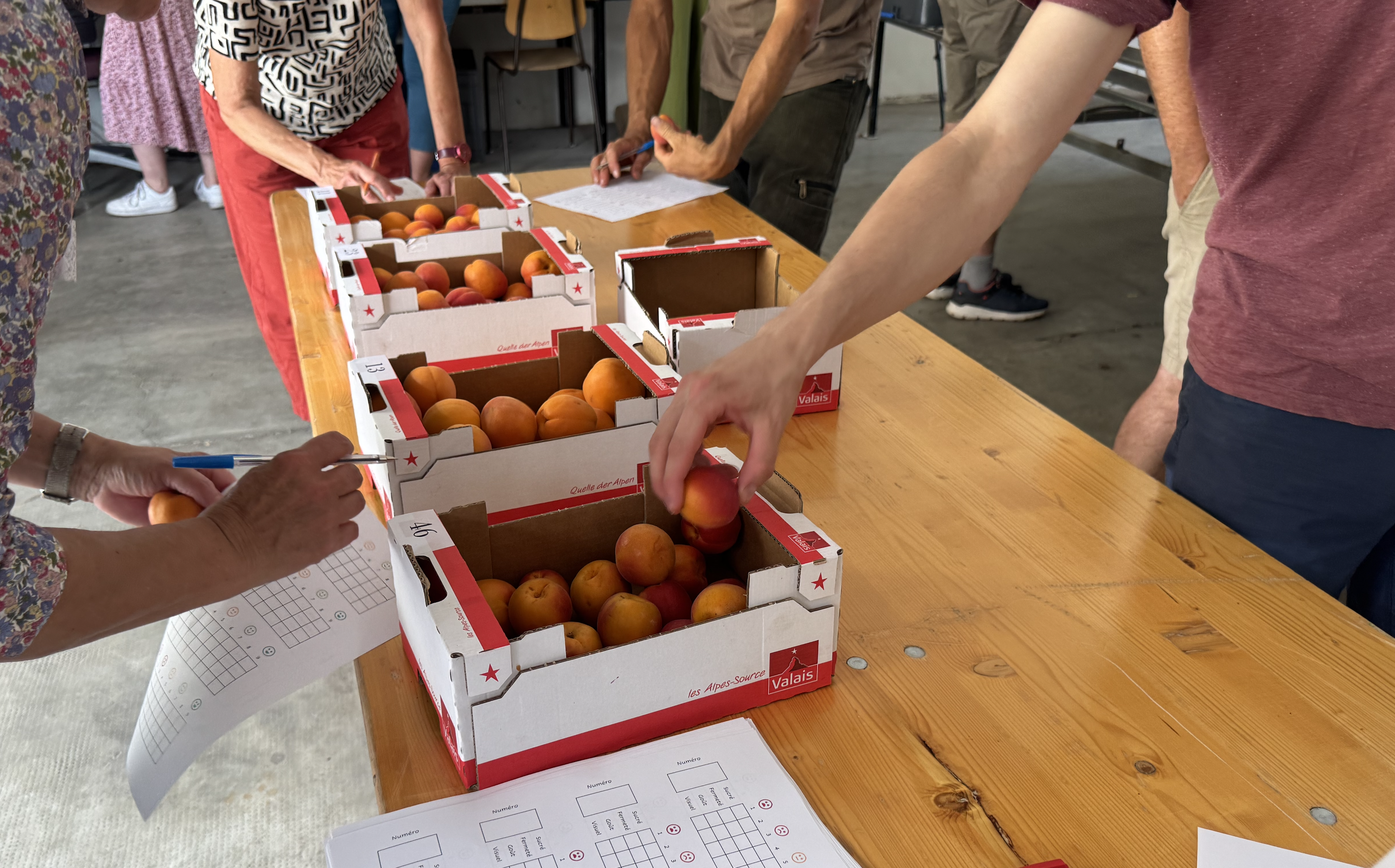 Bei der abschliessenden Degustation wurden bereits vermarktete Sorten mit neuen, noch durch Nummern bezeichneten Züchtungen verglichen. Foto: CPC-SKEK.