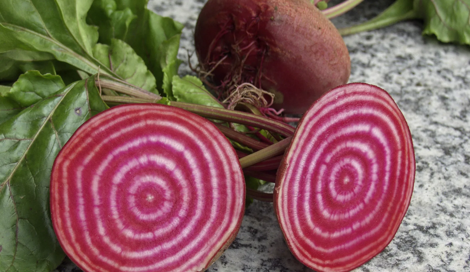 Die Chioggia-Rote-Bete, erkennbar an ihren rosa und weissen Ringen. Bild: ProSpecieRara