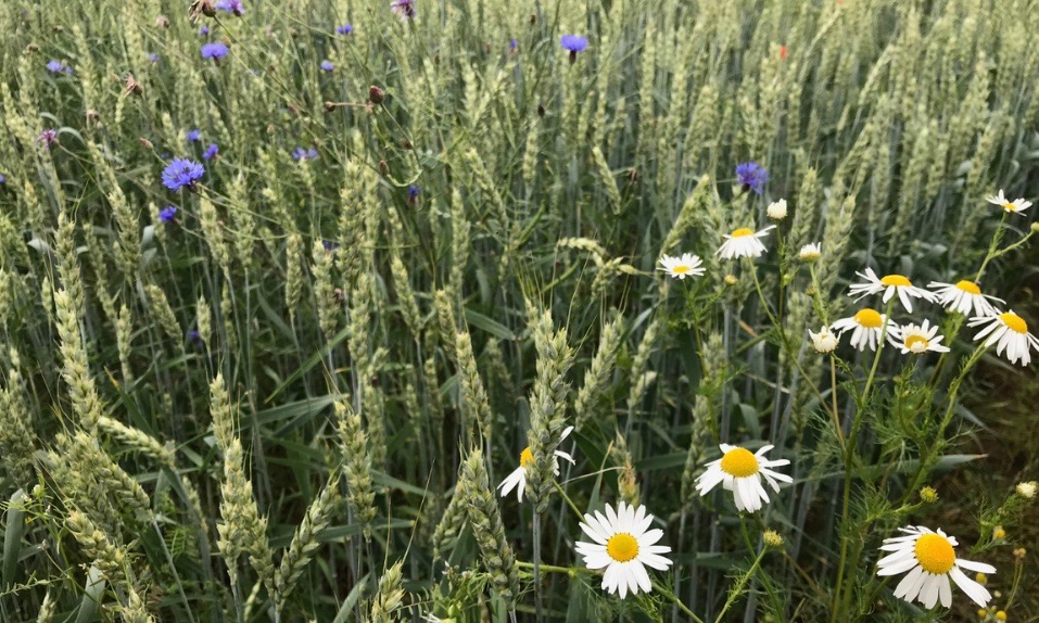 Source : opensourceseeds.org